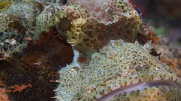 Photo from the movie Under the Sea