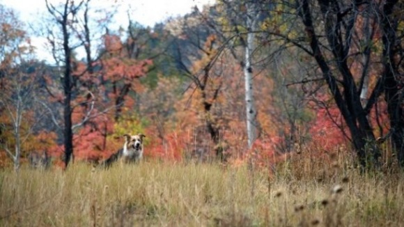 Photo from the movie Darling Companion