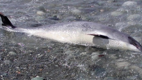 Photo from the movie Sonic Sea