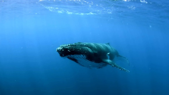 Photo from the movie Sonic Sea