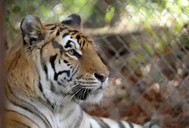 Photo from the movie The Tiger Rising