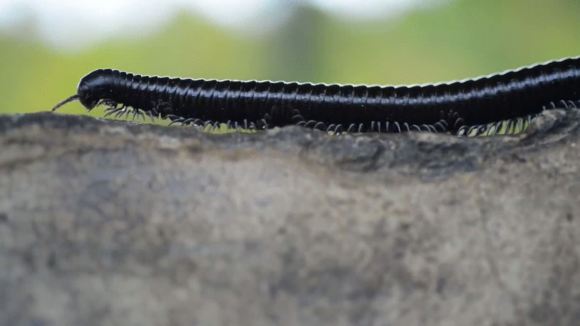 Photo from the movie Island of Lemurs: Madagascar