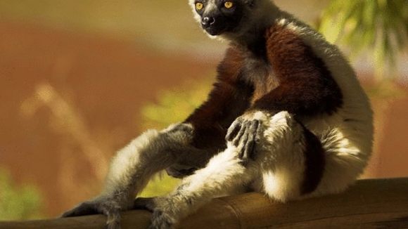 Photo from the movie Island of Lemurs: Madagascar