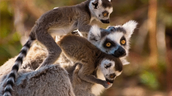 Photo from the movie Island of Lemurs: Madagascar