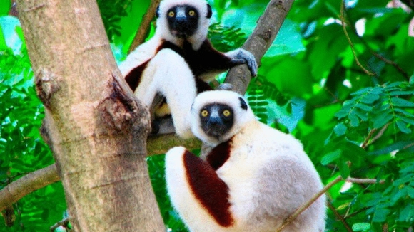Photo from the movie Island of Lemurs: Madagascar
