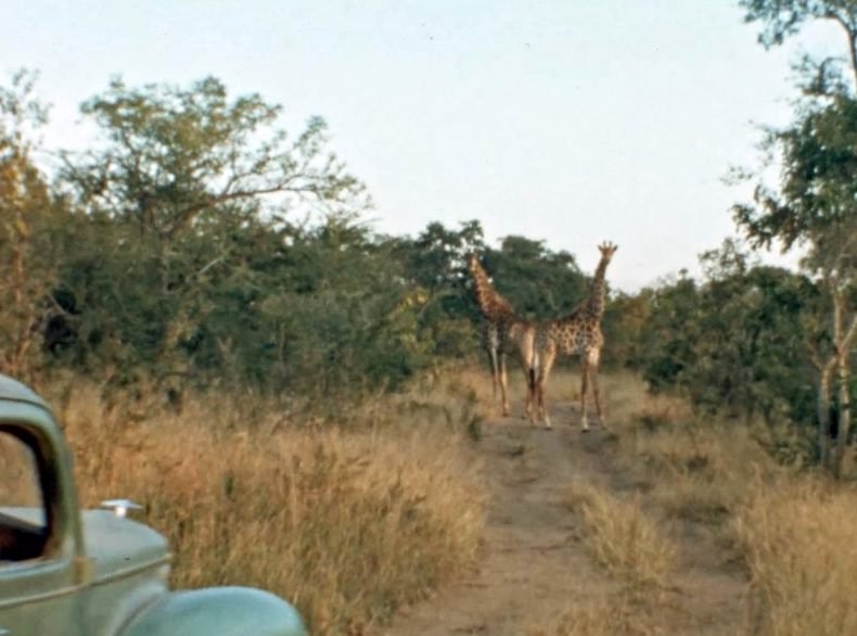 Photo from the movie The Woman Who Loves Giraffes