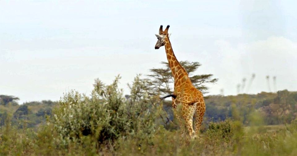 Photo from the movie The Woman Who Loves Giraffes