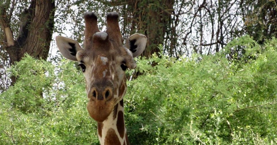 Photo from the movie The Woman Who Loves Giraffes