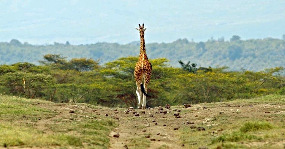 Photo from the movie The Woman Who Loves Giraffes