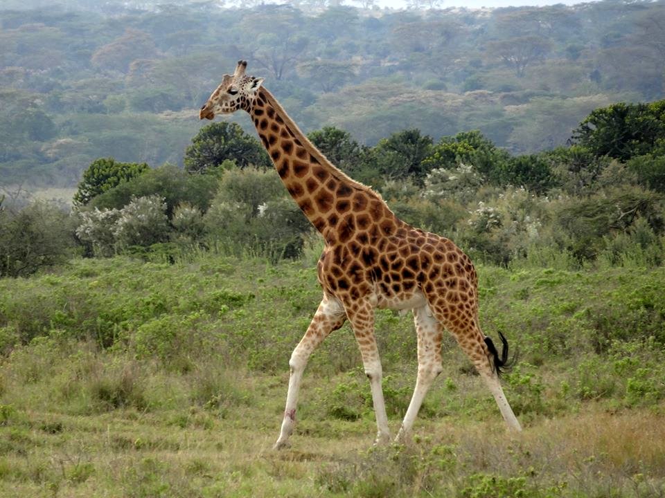 Photo from the movie The Woman Who Loves Giraffes
