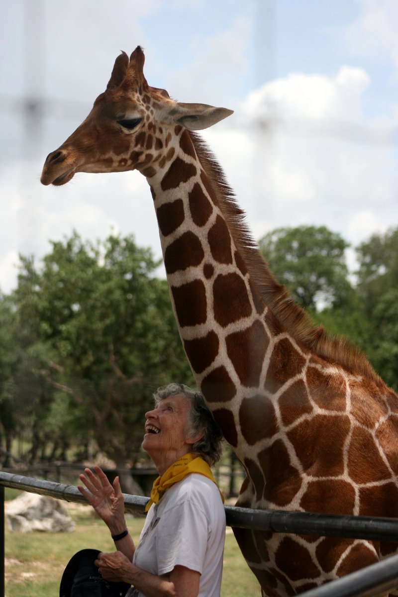 Photo from the movie The Woman Who Loves Giraffes