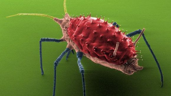 Photo from the movie Mysteries of the Unseen World