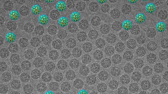 Photo from the movie Mysteries of the Unseen World