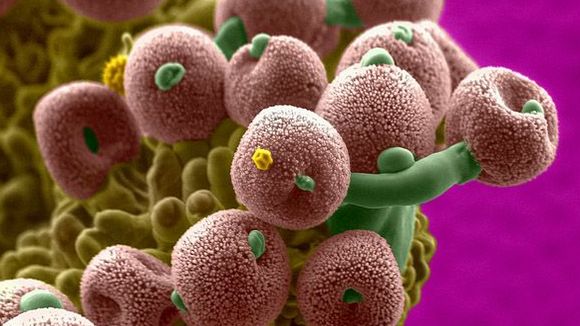 Photo from the movie Mysteries of the Unseen World