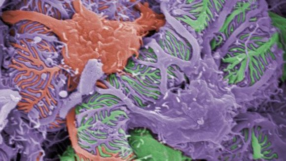 Photo from the movie Mysteries of the Unseen World