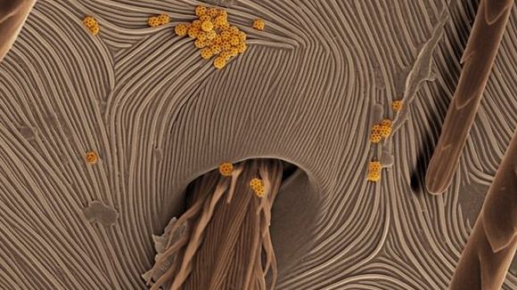 Photo from the movie Mysteries of the Unseen World