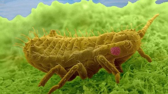 Photo from the movie Mysteries of the Unseen World