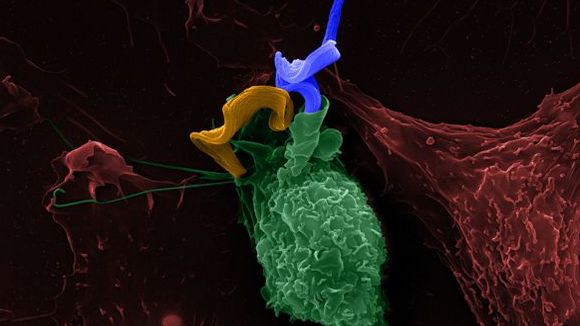 Photo from the movie Mysteries of the Unseen World