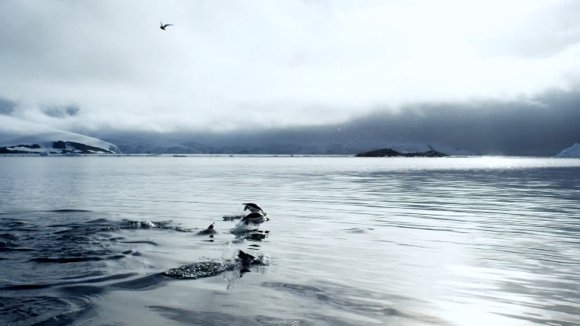 Photo from the movie Antarctica: On the Edge