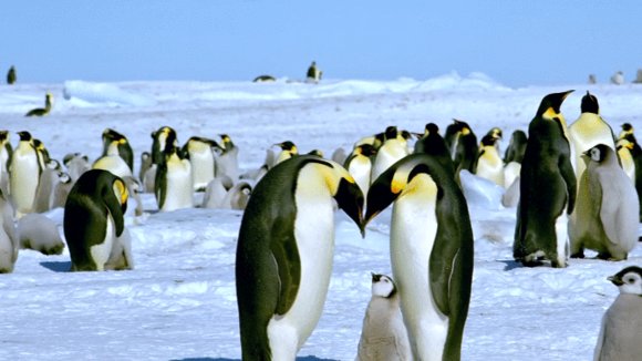 Photo from the movie Antarctica: On the Edge