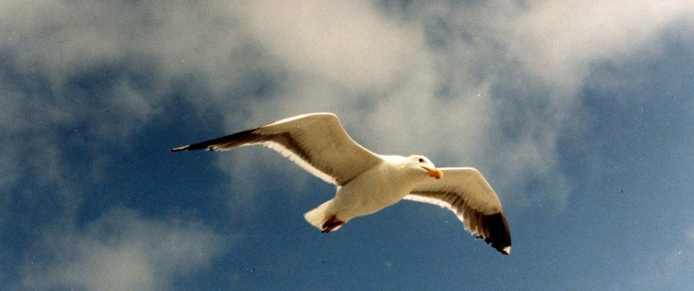 Photo from the movie Jonathan Livingston Seagull
