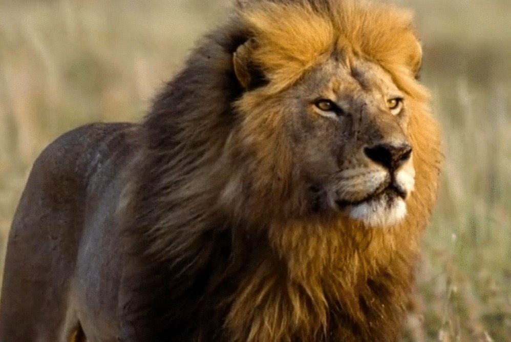 Photo from the movie Prey