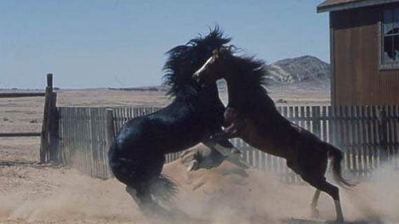 Photo from the movie Running Free