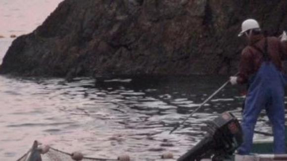 Photo from the movie The Cove