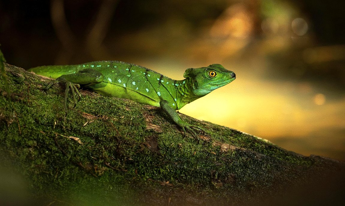 Photo from the movie The Secret Lives of Animals