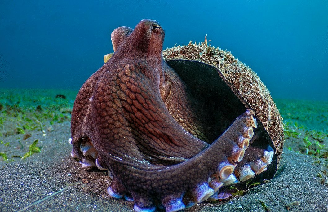 Photo from the movie The Secret Lives of Animals