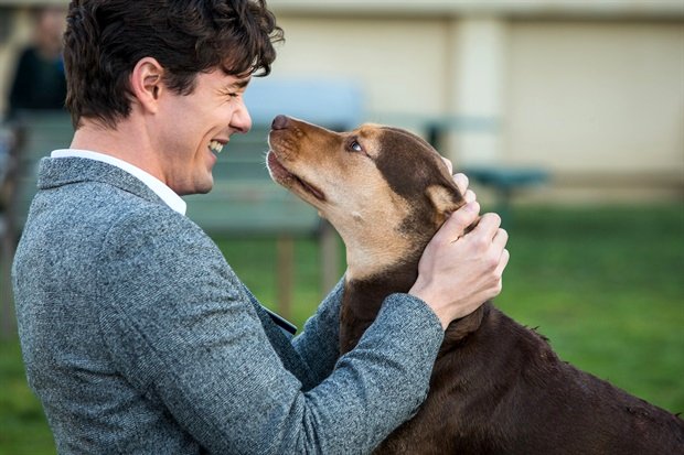 Photo from the movie A Dog's Way Home