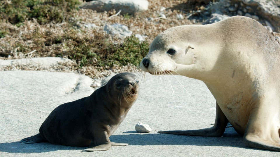 Photo from the movie Sea Lions: Life by a Whisker