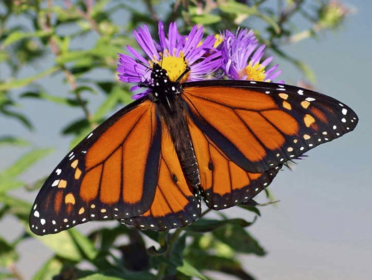 Photo from the movie Butterfly Journey