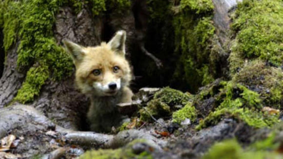 Photo from the movie The Fox & the Child