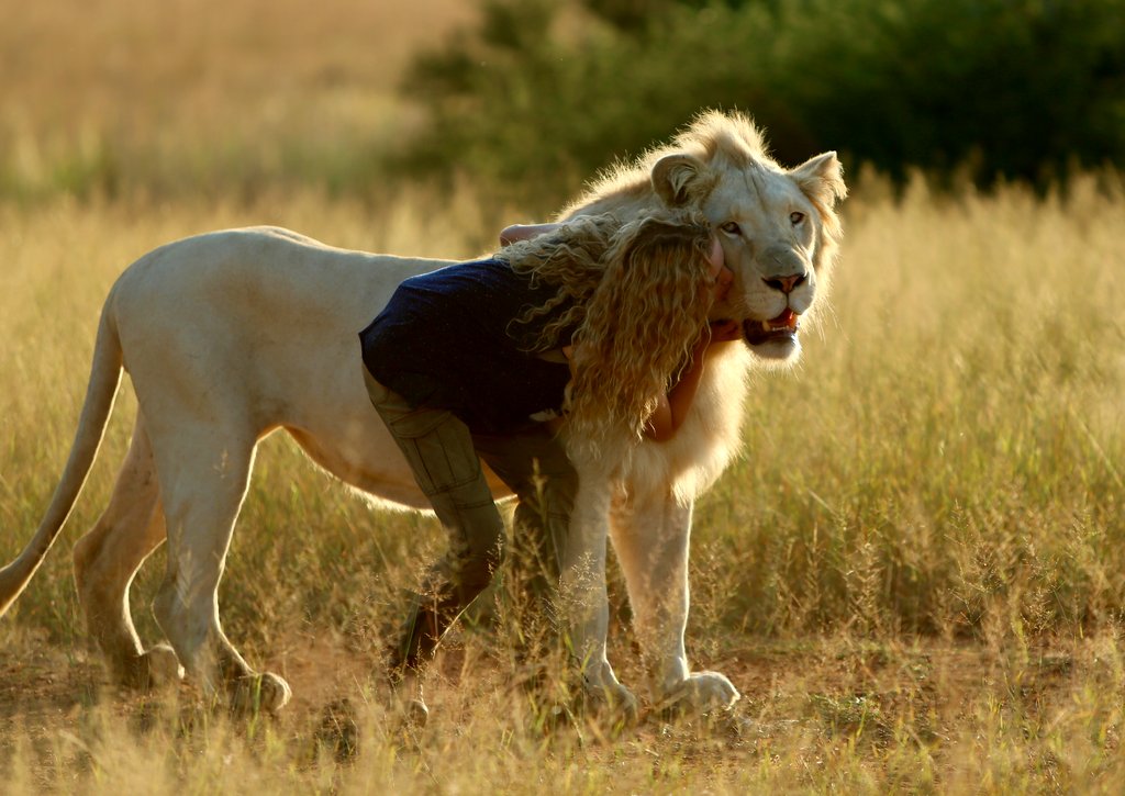 Photo from the movie Mia and the White Lion