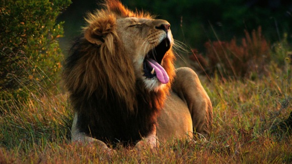 Photo from the movie View From a Blue Moon [2015]