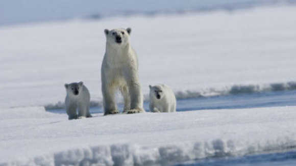 Photo from the movie Arctic Tale