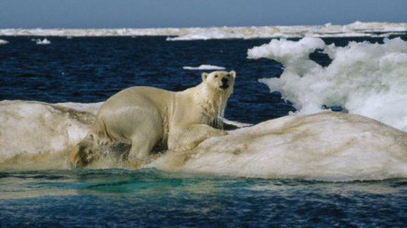 Photo from the movie Arctic Tale