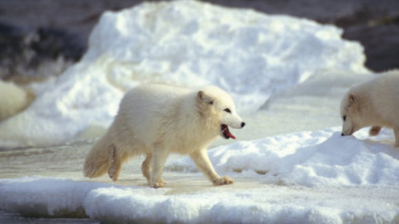 Photo from the movie Arctic Tale