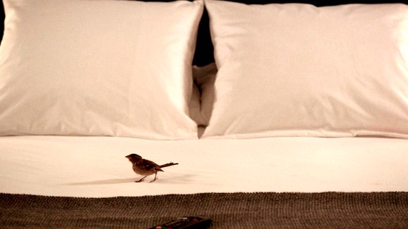 Photo from the movie Bird People