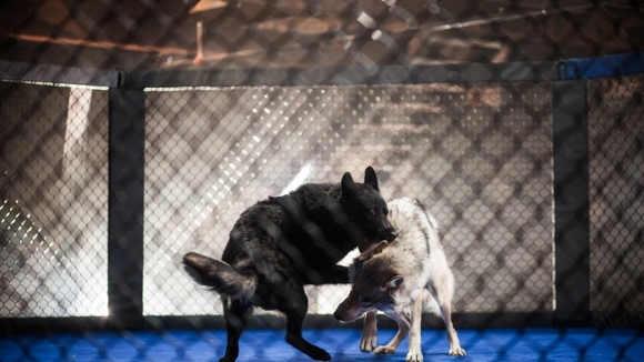 Photo from the movie Takedown: The DNA of GSP