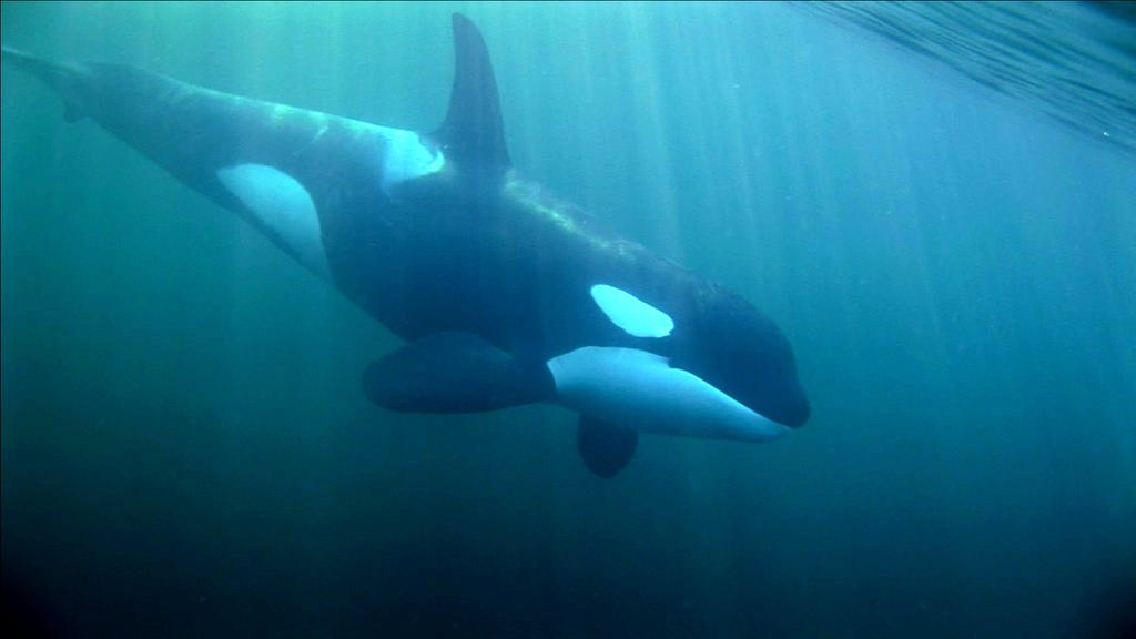 Photo from the movie The Whale