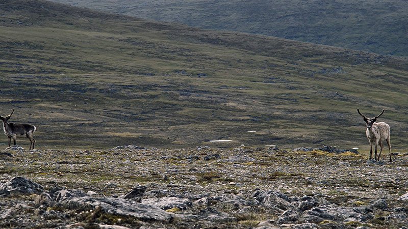 Photo du film Tuktuq [2016]