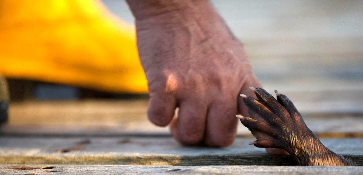 Photo du film Billy & Molly: An Otter Love Story [2024]