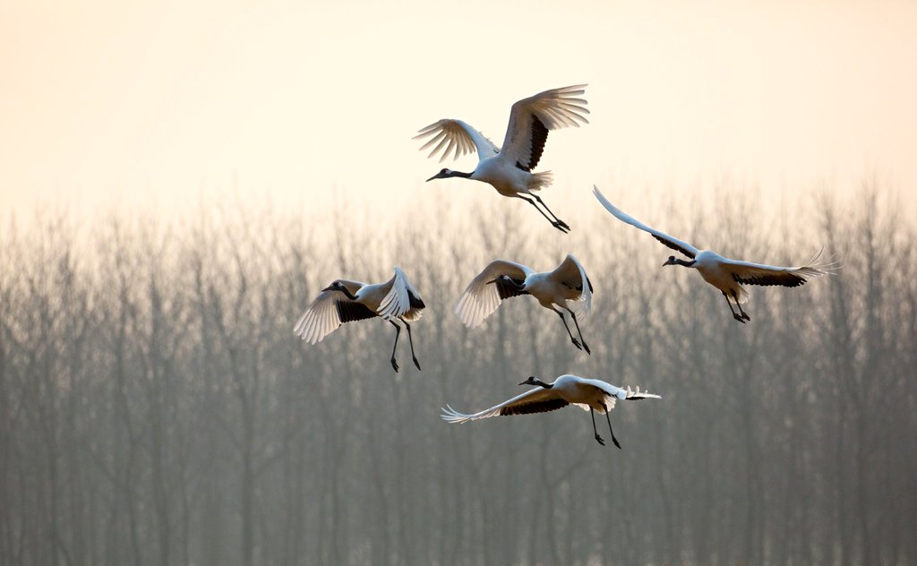 Photo from the movie Born in China