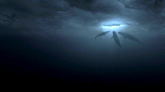 Photo from the movie Big Miracle