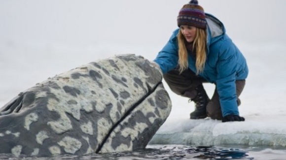 Photo from the movie Big Miracle