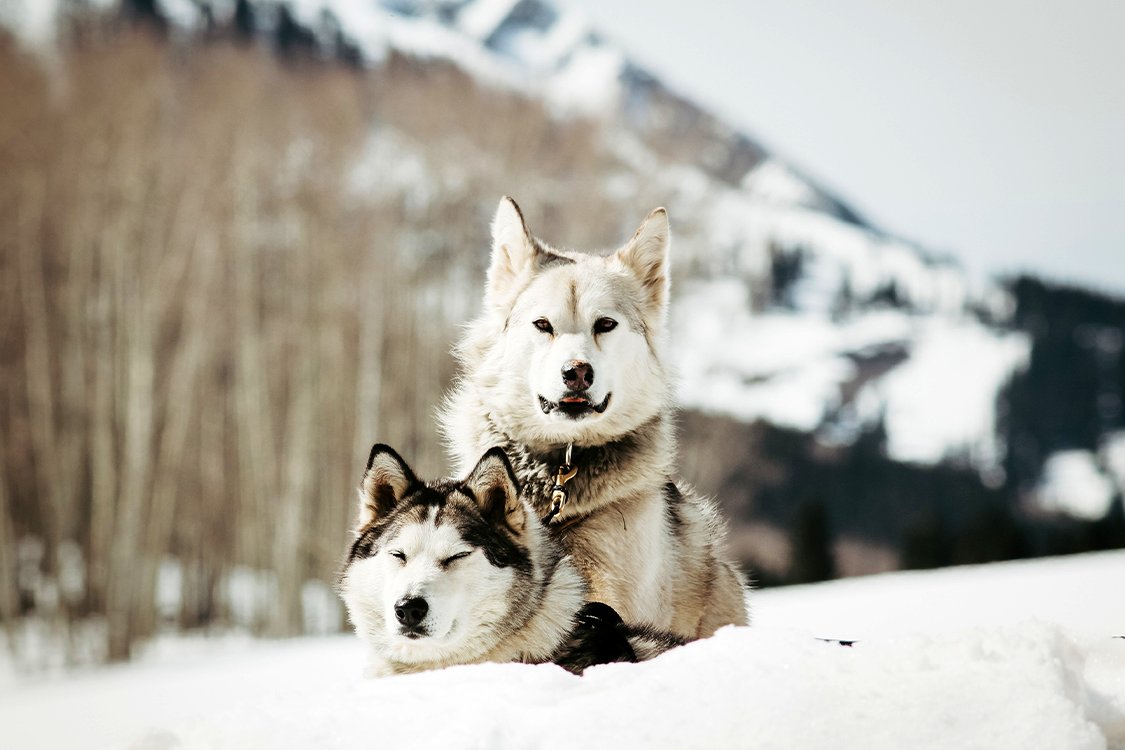 Photo from the movie The Great Alaskan Race