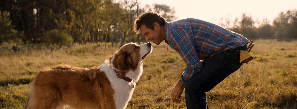 Photo from the movie A Dog's Journey