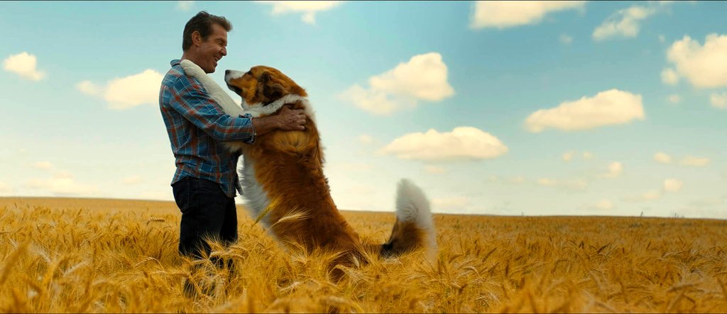 Photo from the movie A Dog's Journey